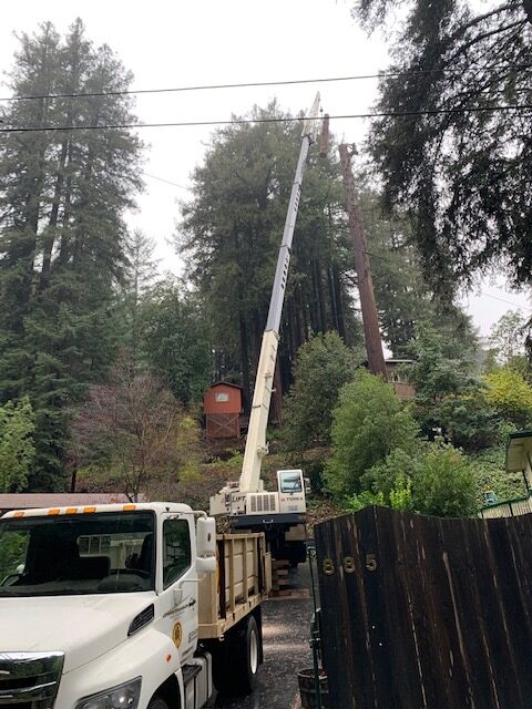 Hazard tree removal licensed timber operators