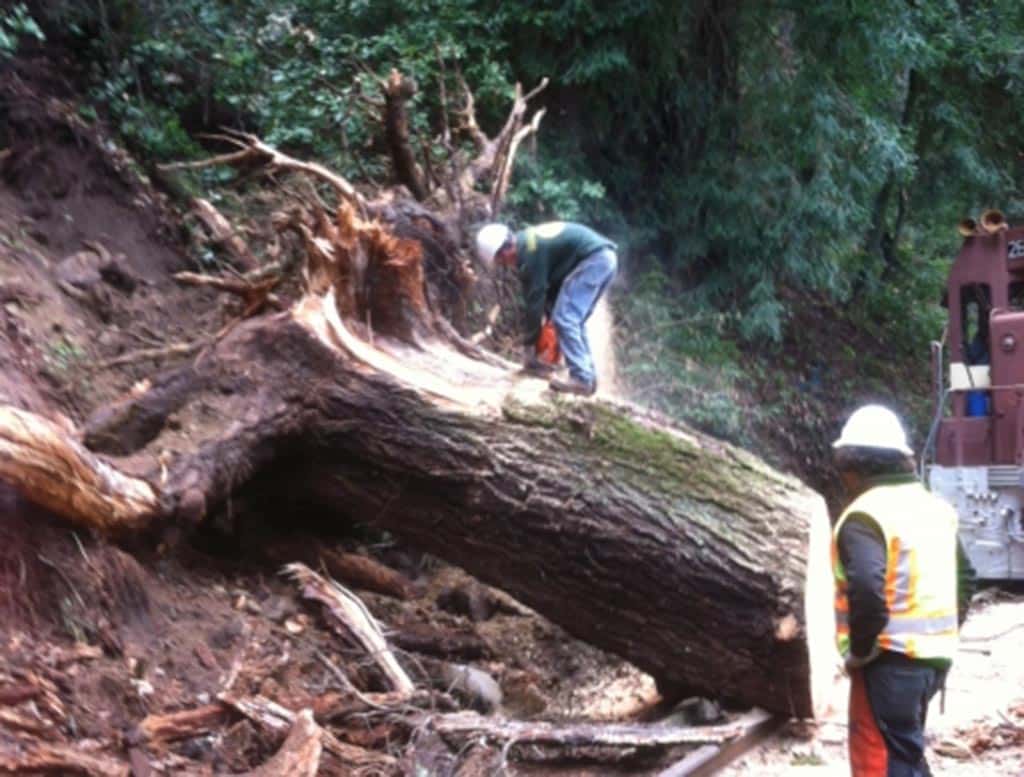 Tree service - christianson tree experts co. Santa cruz, ca