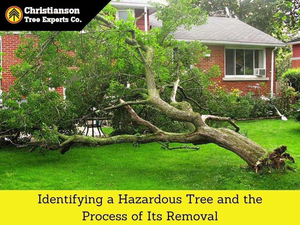 Identifying a hazardous tree and the process of its removal