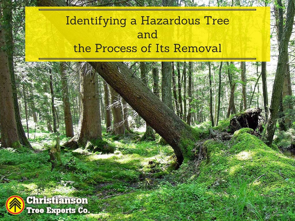 Identifying A Hazardous Tree & Its Removal Process
