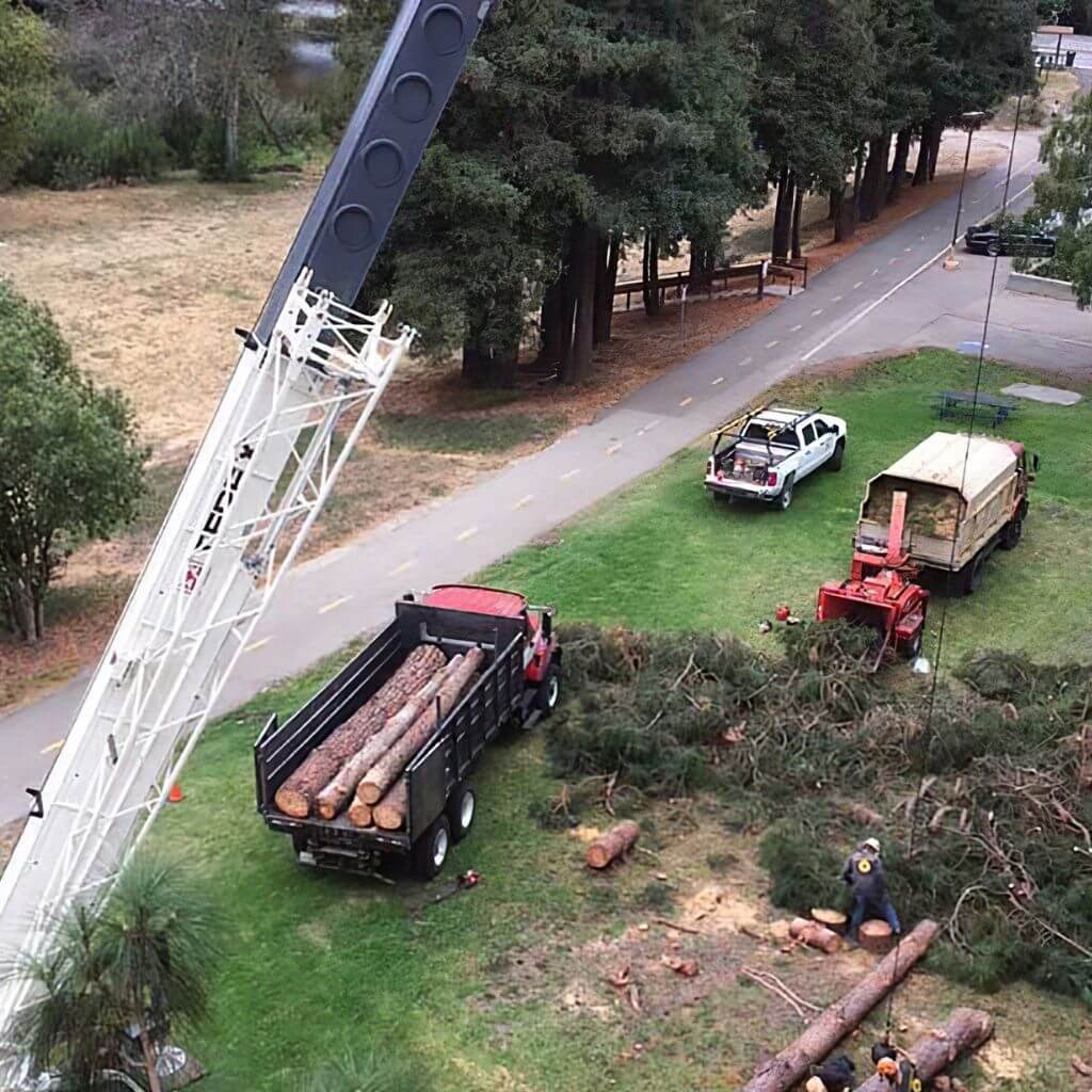 Land-clearing-and-hauling-services-santa-cruz