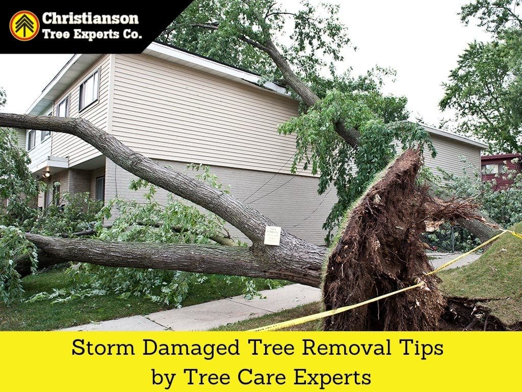 Storm damaged tree removal tips by tree care experts