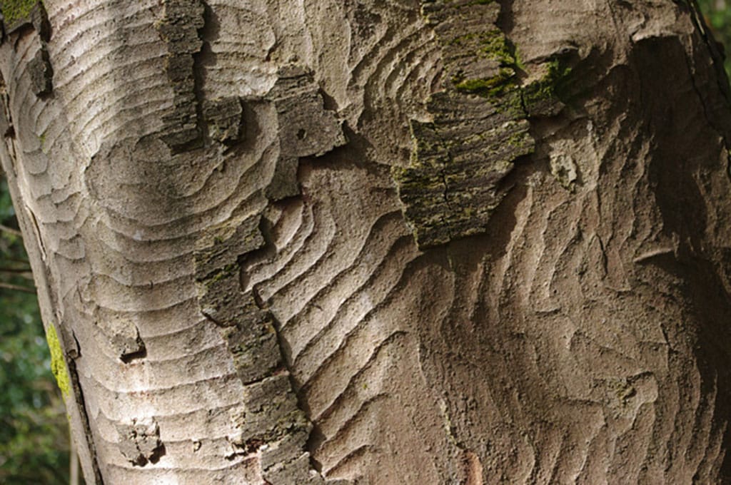 Torn bark - christianson tree experts co. Santa cruz, ca