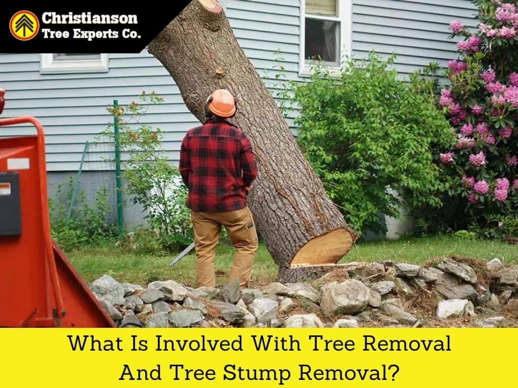 What is involved with tree removal and tree stump removal