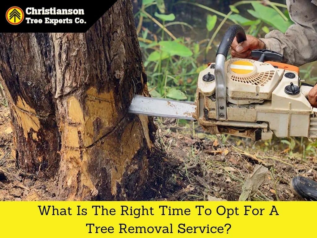 What is the right time to opt for a tree removal service