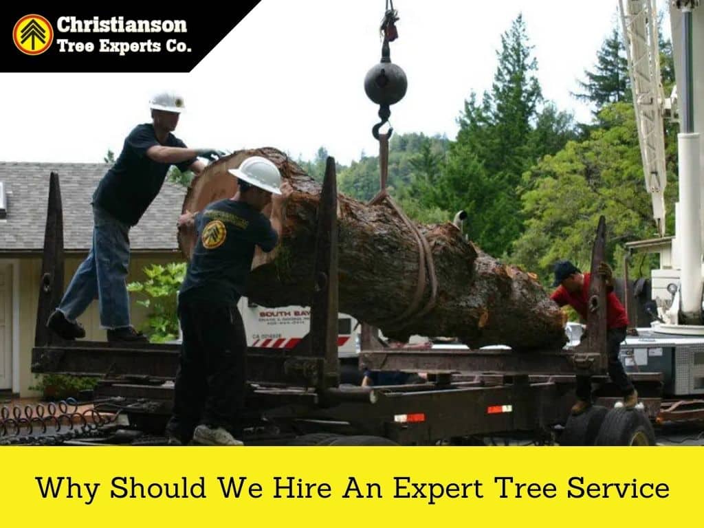 Why should we hire an expert tree service