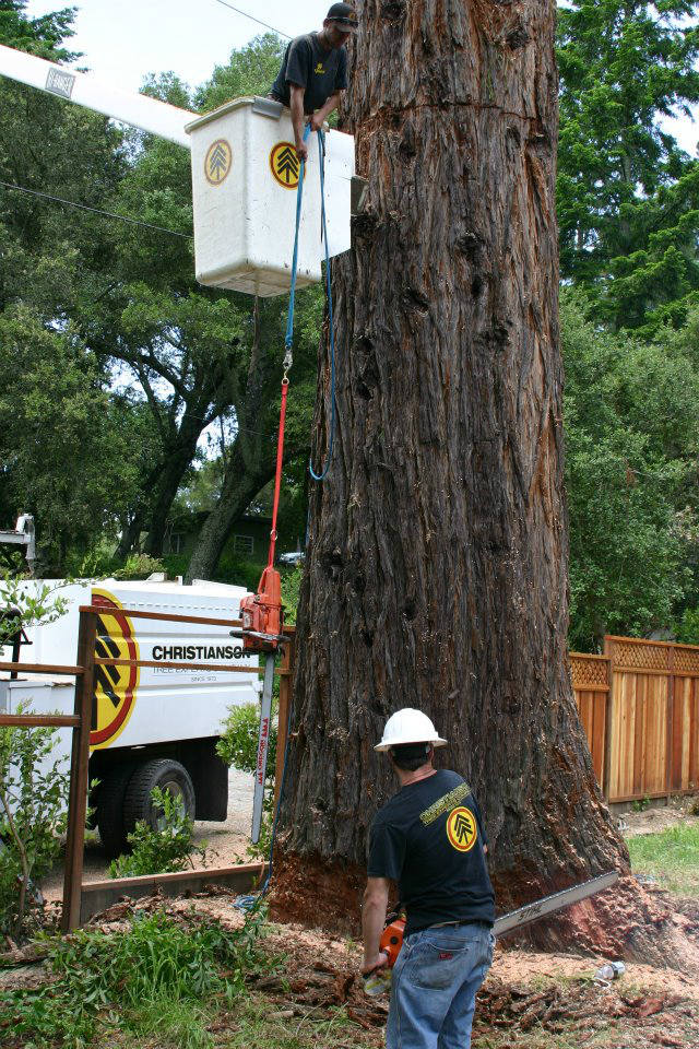 Tree service - santa cruz, ca