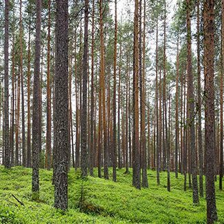 Tree Preservation - Resedential Tree Preservation - Santa Cruz CA