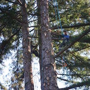 Tree Service - Santa Cruz, CA Tree Service - Santa Cruz, CA