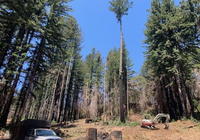 Wildfire damage cleanup