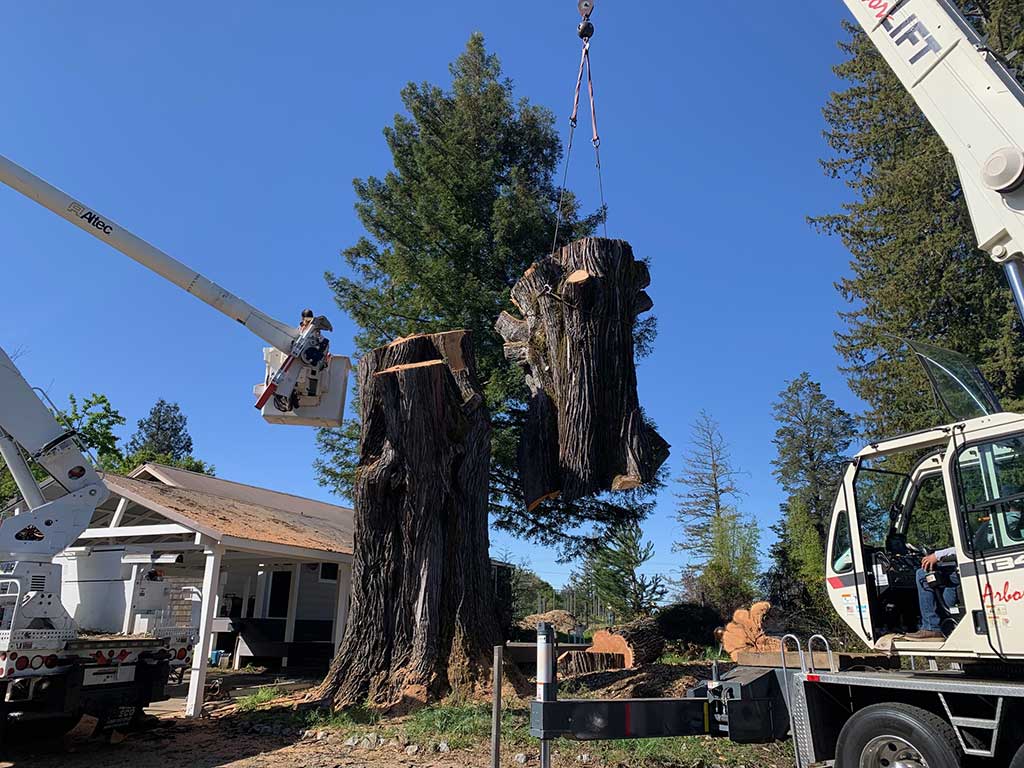 Large tree trunk cut by an arborist