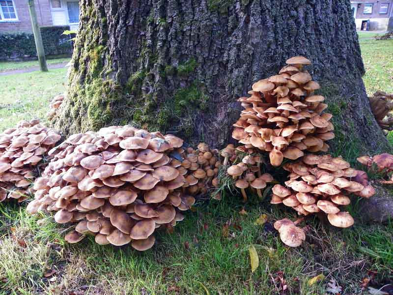 Mushroom infection on trees, santa cruz