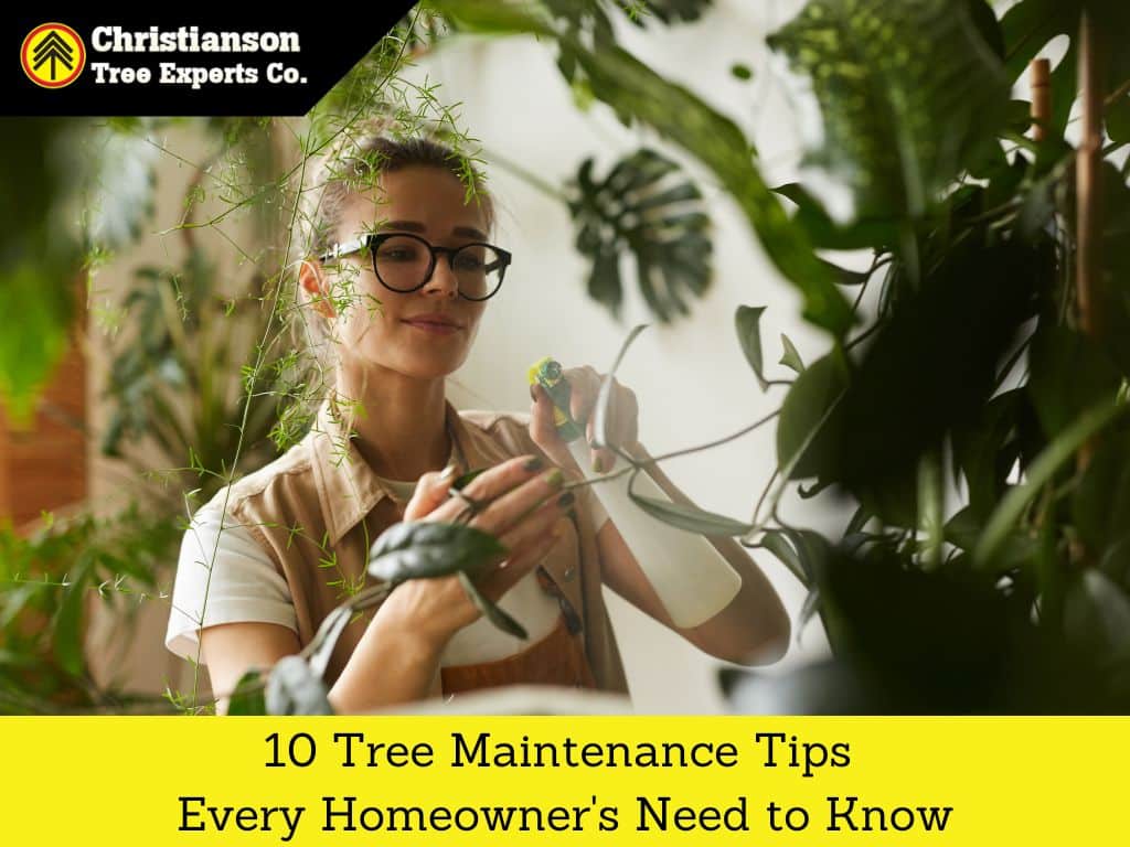 10 tree maintenance tips every homeowner's need to know