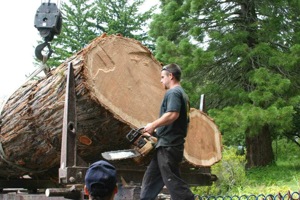 Tree trimming service - santa cruz, ca